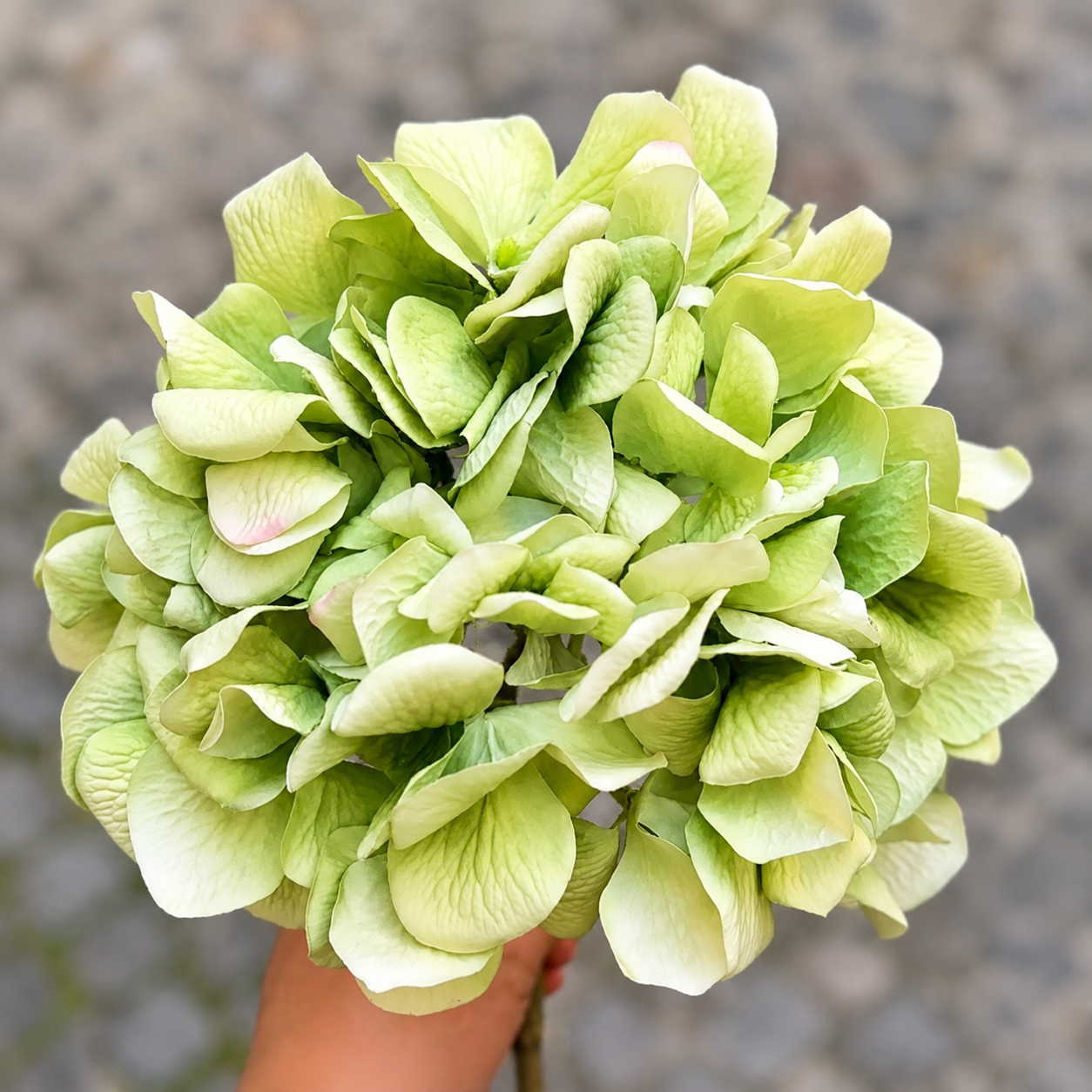 Sia Home Tiges Hortensia 63 cm fleur artificielle vert