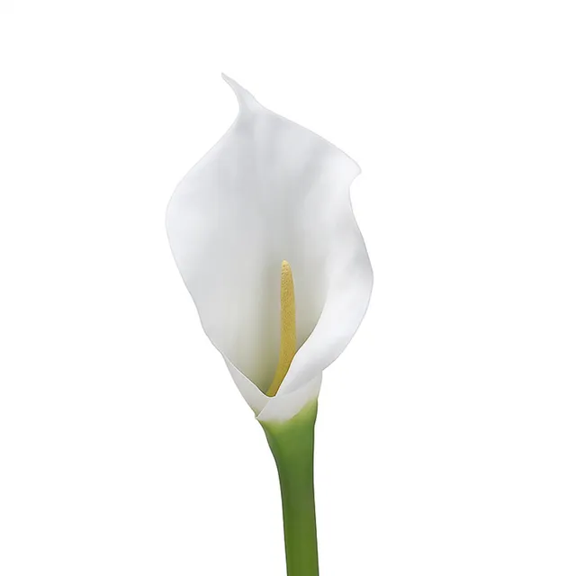 Sia Home Arum spathe court Premium blanc 75 cm tige