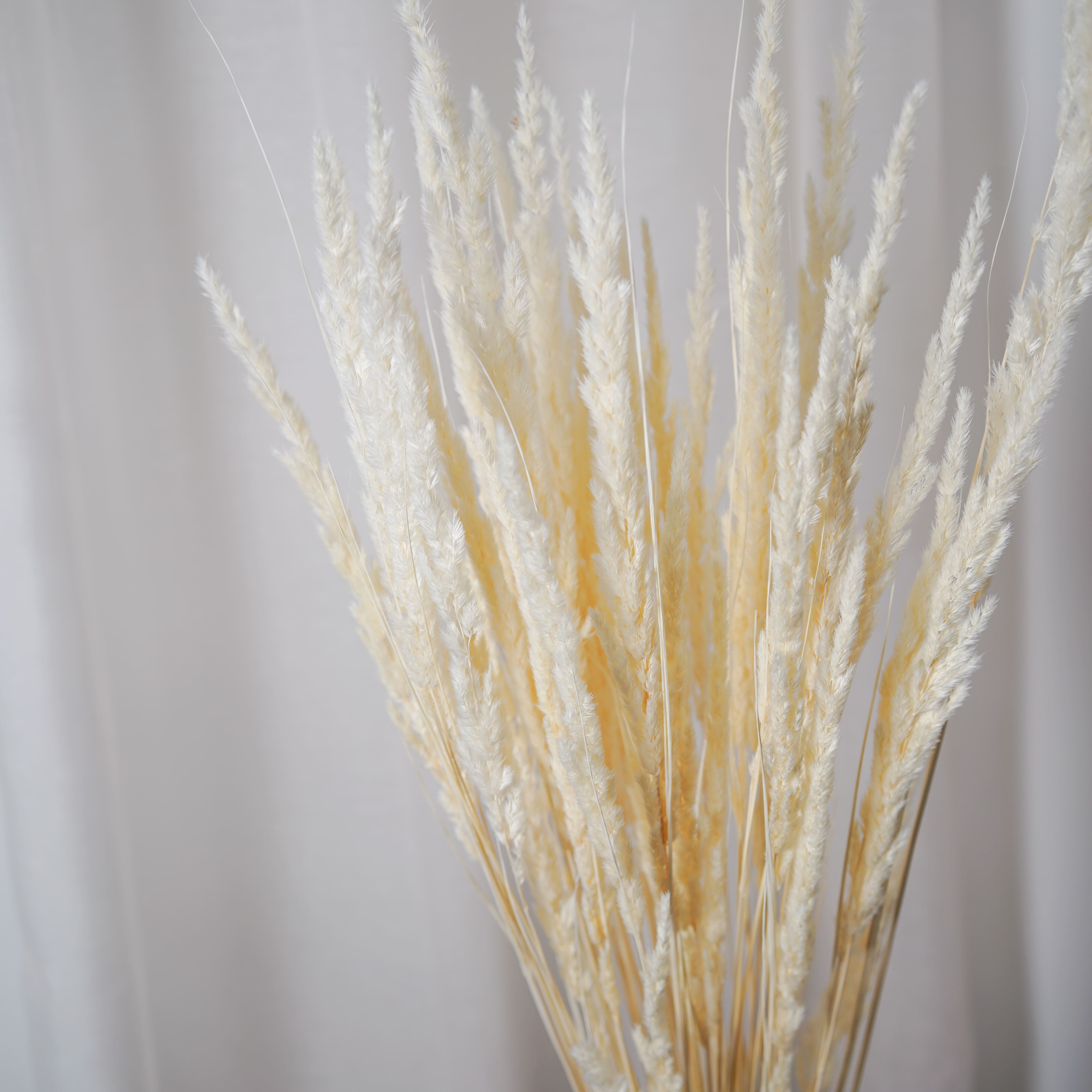 Flowrette Mappetta blanchi botte fleurs séchées x1 90 cm
