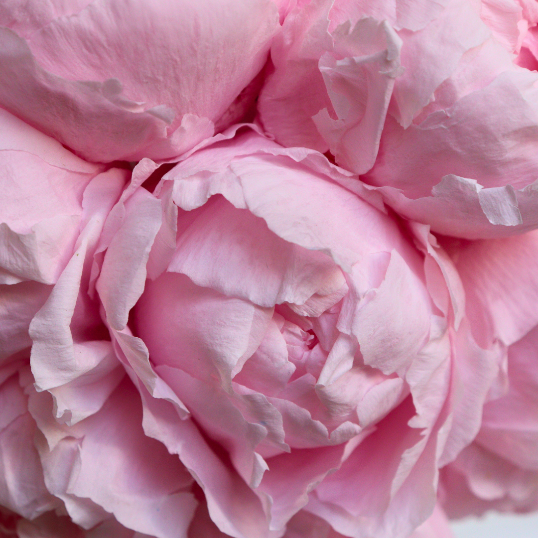 Ateliers Ouchamp Mariage Rue Lalo bouquet mariée blanc pivoines