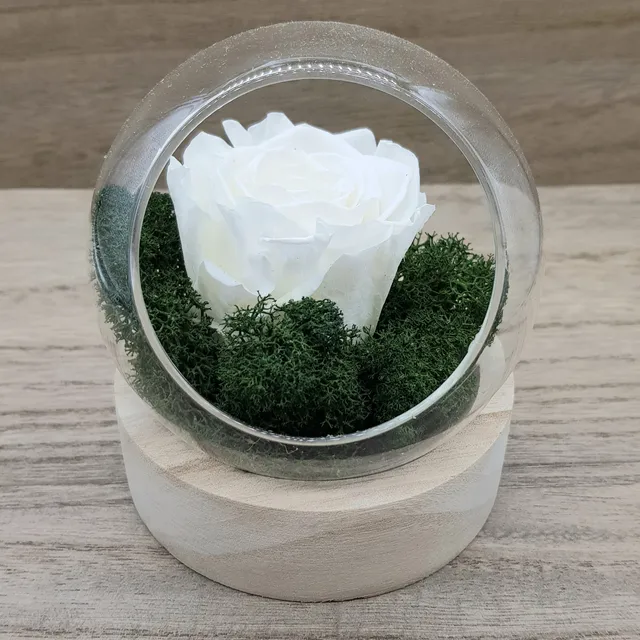 ATELIERS OUCHAMP Place Mexico rose éternelle blanche 10cm