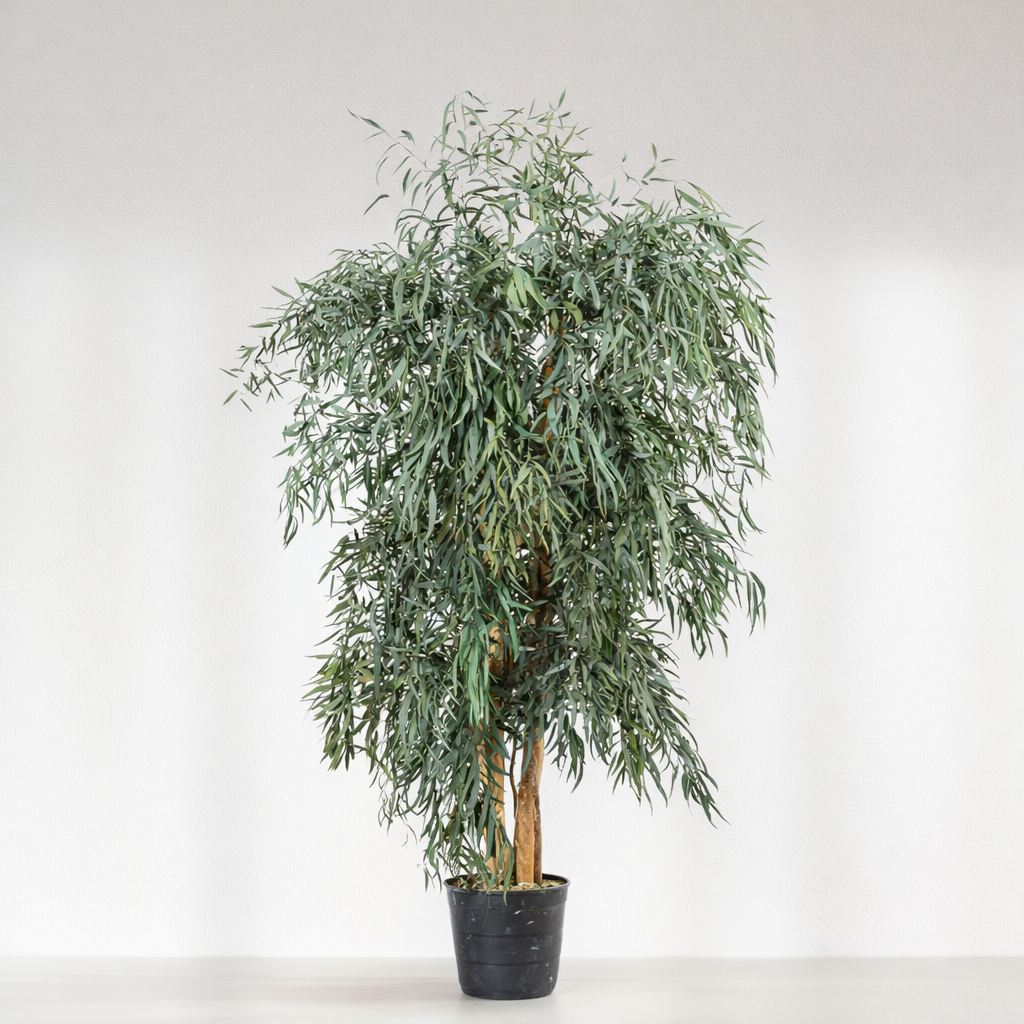 Ateliers Ouchamp Arbre Eucalyptus Stabilisé Large Populus Vert 1m80