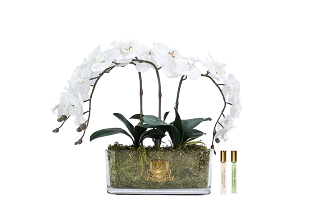 Côte Noire Perfumed Flowers OOV01 orchidée ivoire vase ovale