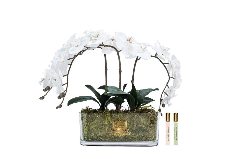 Côte Noire Perfumed Flowers OOV01 orchidée ivoire vase ovale