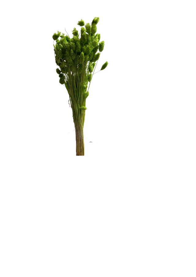 Feuillazur Rungis Phalaris séché naturel 60cm bouquet