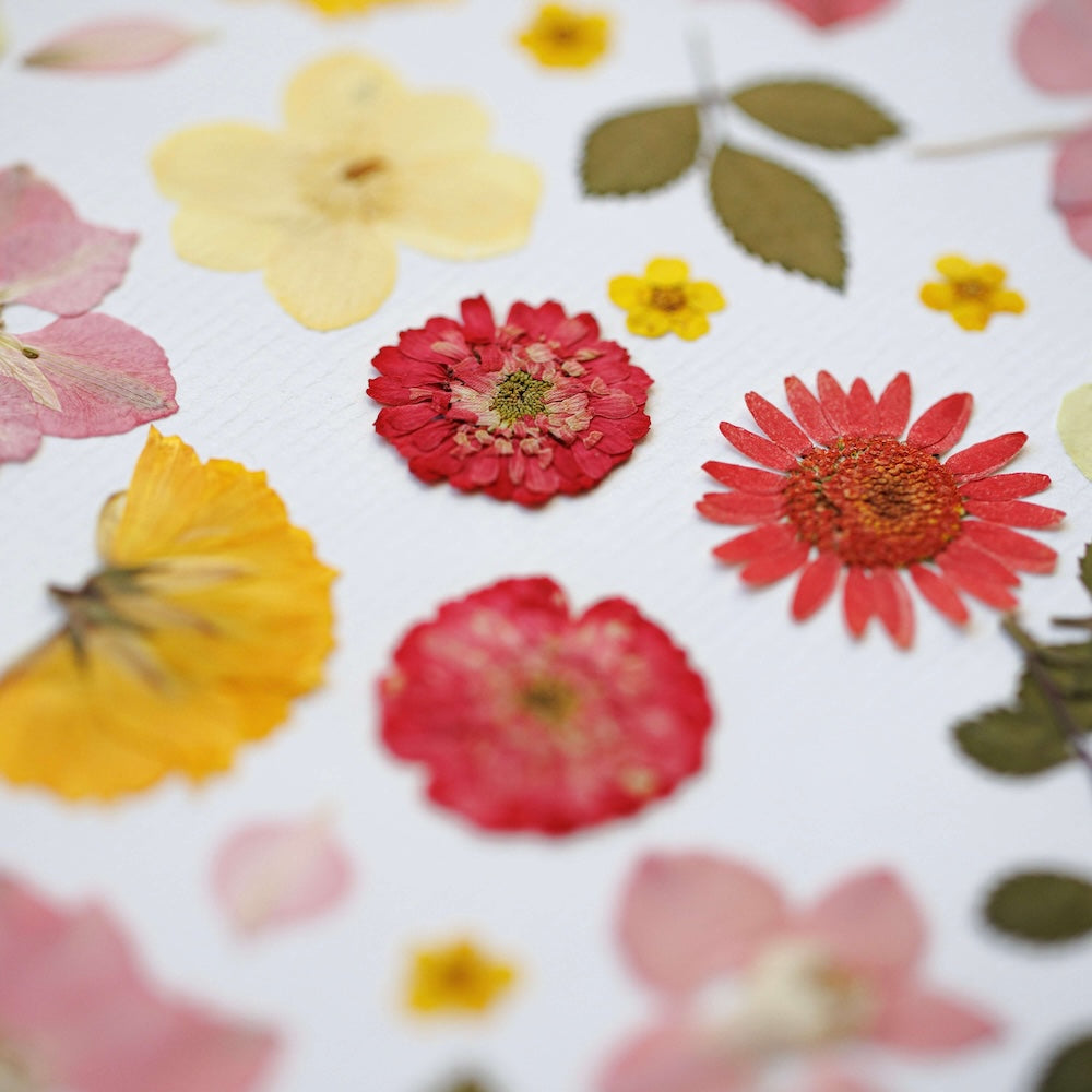 Flowrette Jardin de Douceur herbier fleurs séchées A4