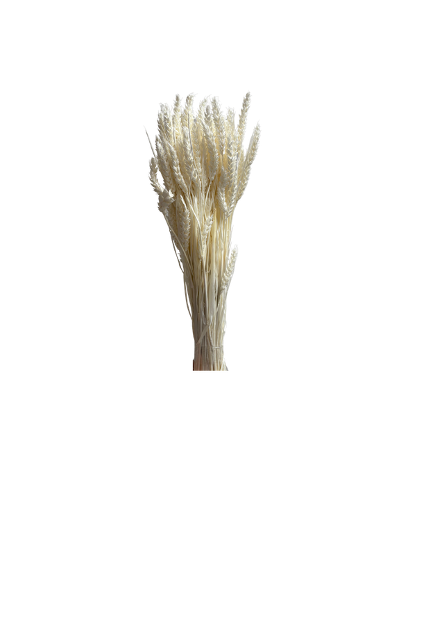 Feuillazur Rungis Séchés et Stabilisés Blé fleur séchée naturel 60cm