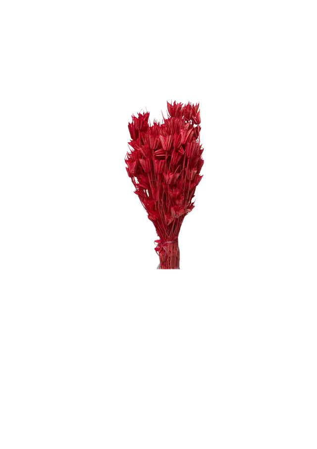 Feuillazur Nigella Orientalis fleur séchée vert 60 cm