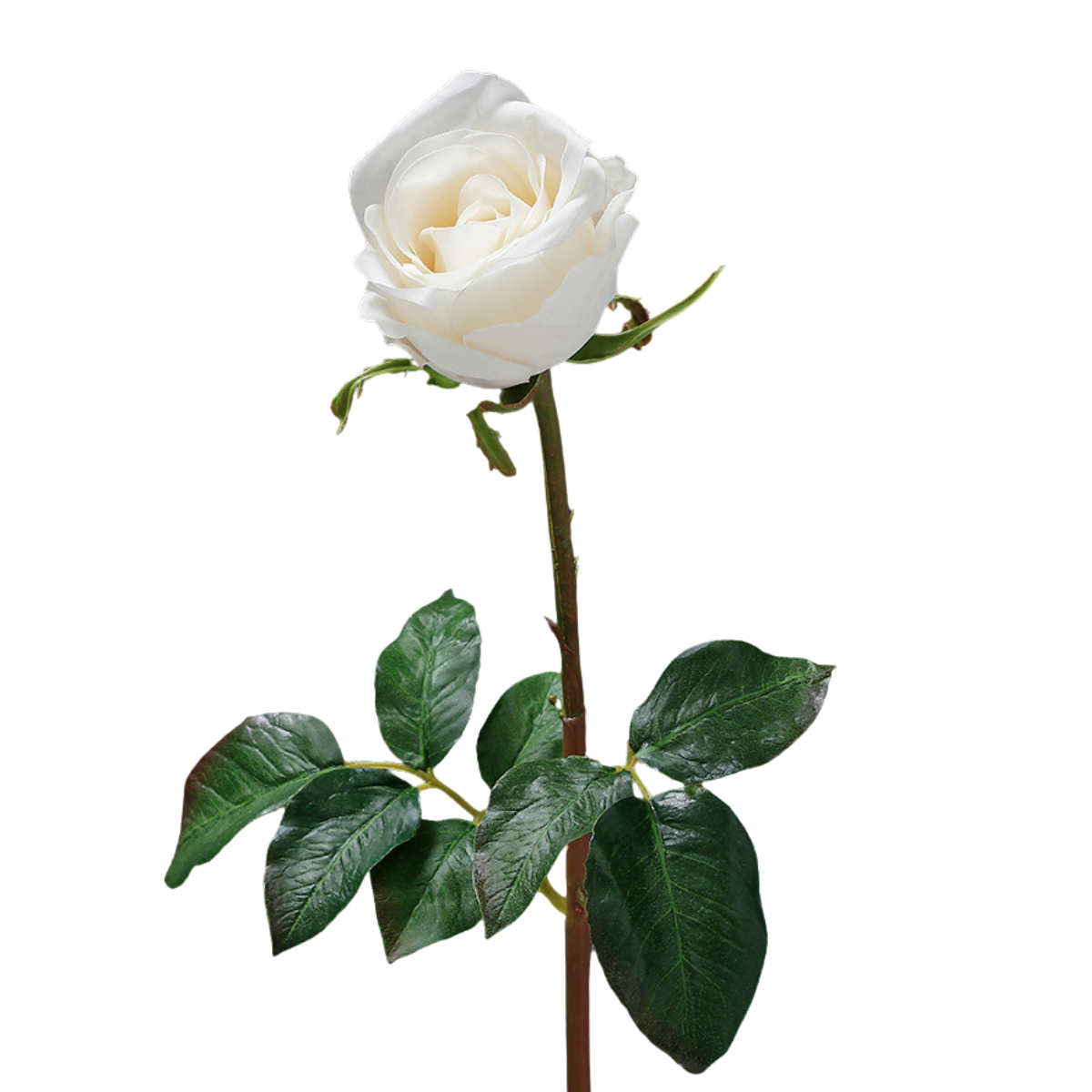 Sia Home Dutchess tige rose 50 cm rouge premium