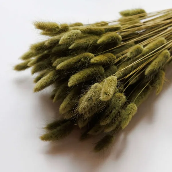 Flowrette Lagurus Botte fleurs séchées vert olive queue de lièvre