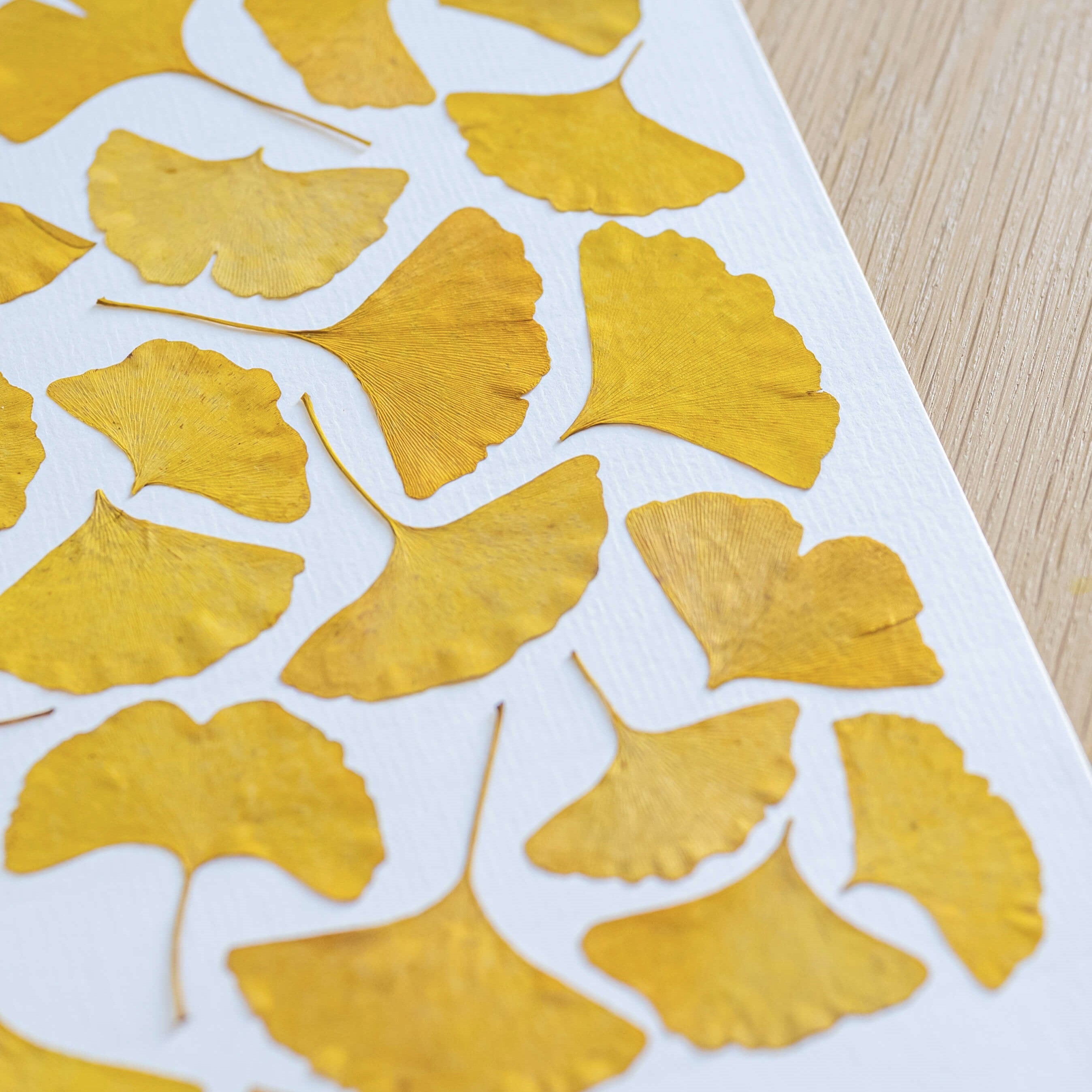 Flowrette Herbier Camaieux de Ginkgo A4 feuilles séchées
