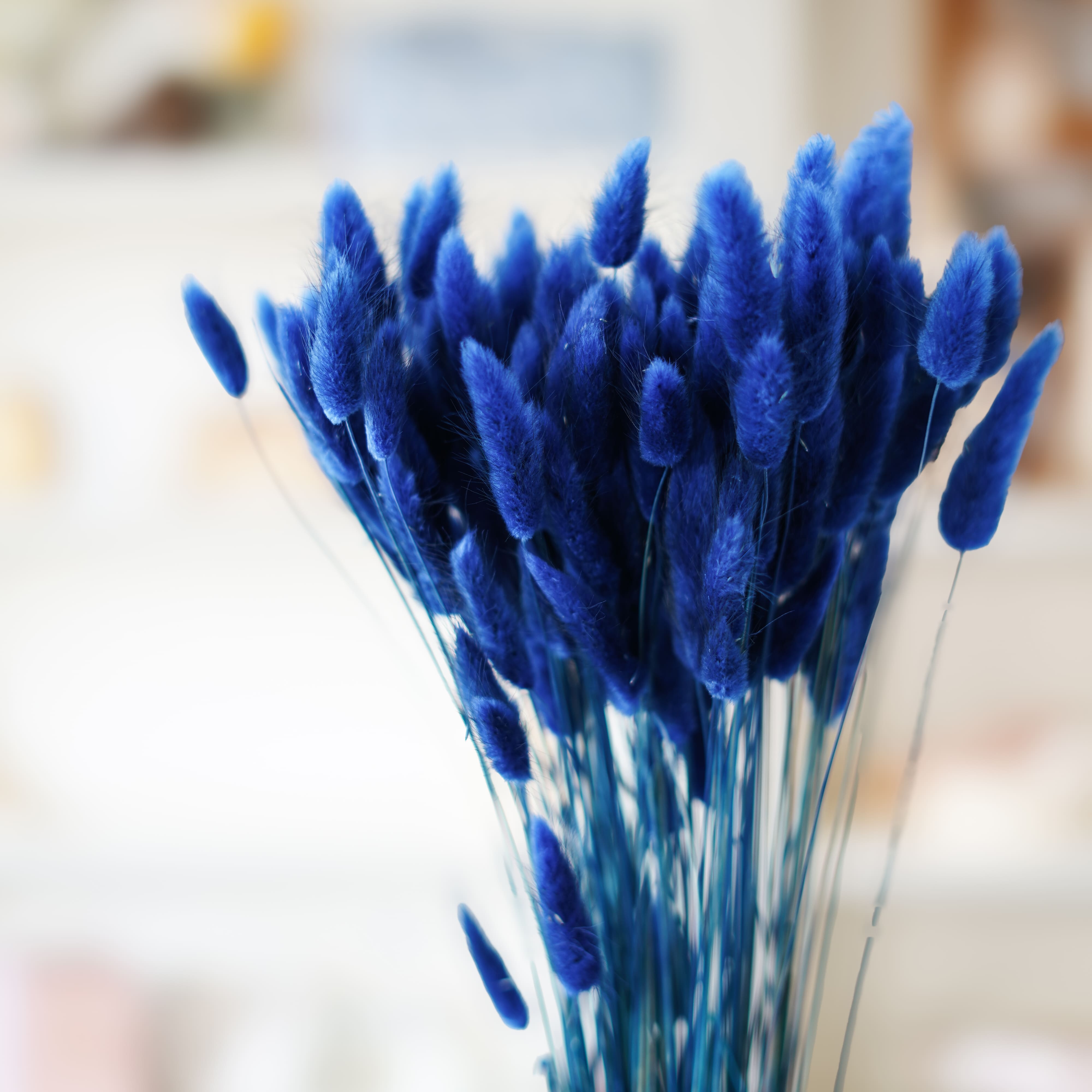 Flowrette Lagurus Bleu botte x1 queue lièvre séchée