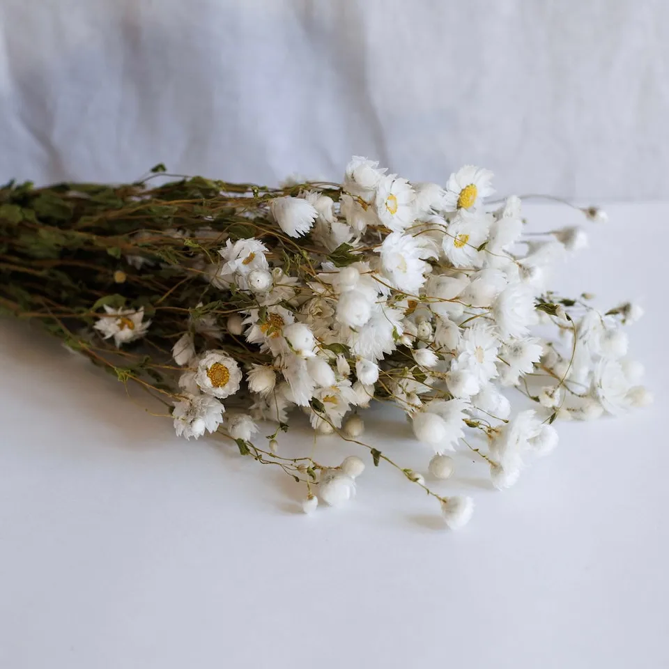 Flowrette Rhodante blanc botte fleurs séchées x1