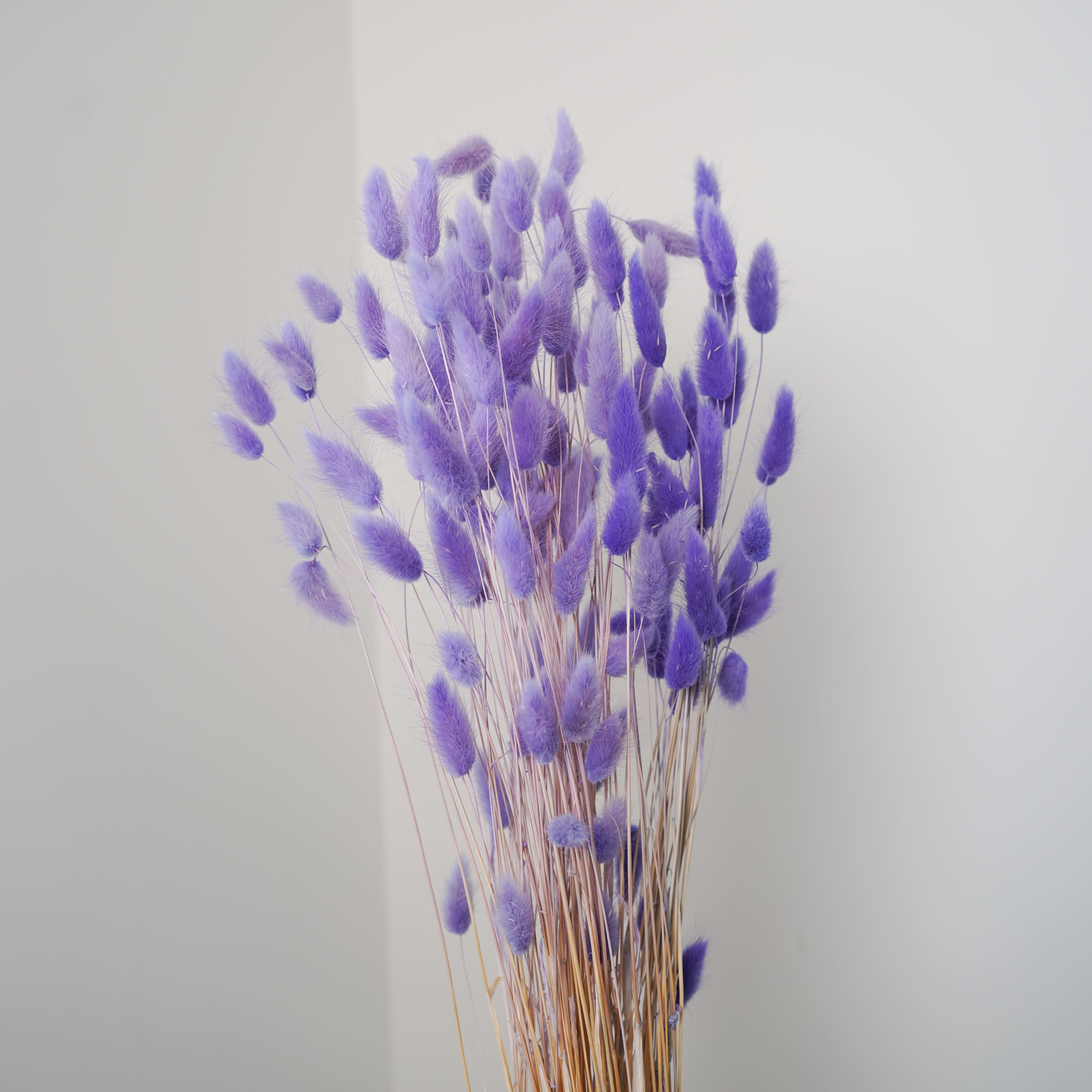Flowrette Lagurus violet clair fleurs séchées botte x1