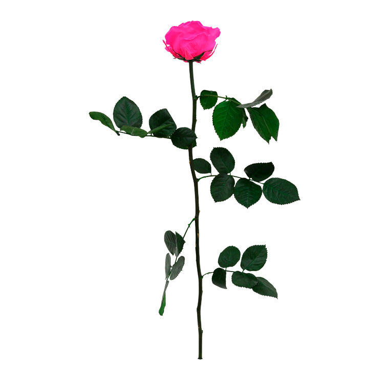 Feuillazur Rungis Rose stabilisée premium tige rouge 54 cm