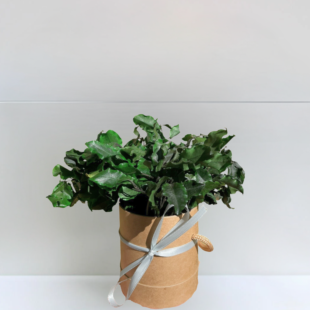 Ateliers Ouchamp Plantes mini plante stabilisée boîte chapeau 20 cm
