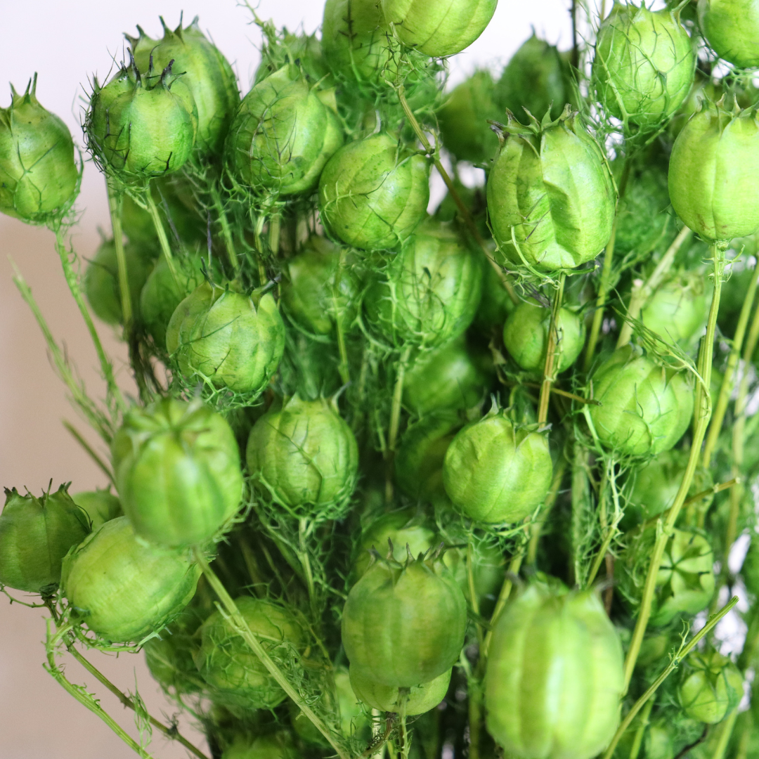 Ateliers Ouchamp Bottes Nigella séchée botte 100 g verte