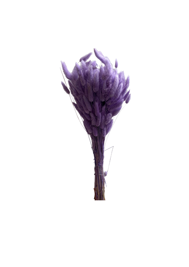 Feuillazur Rungis Lagurus fleur séchée 70 cm naturel