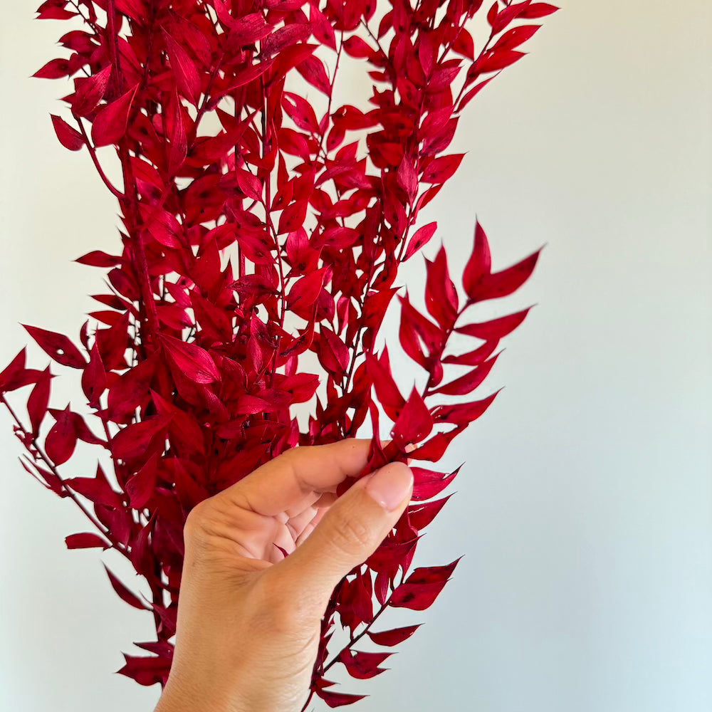 Flowrette Ruscus rouge botte séchée x1