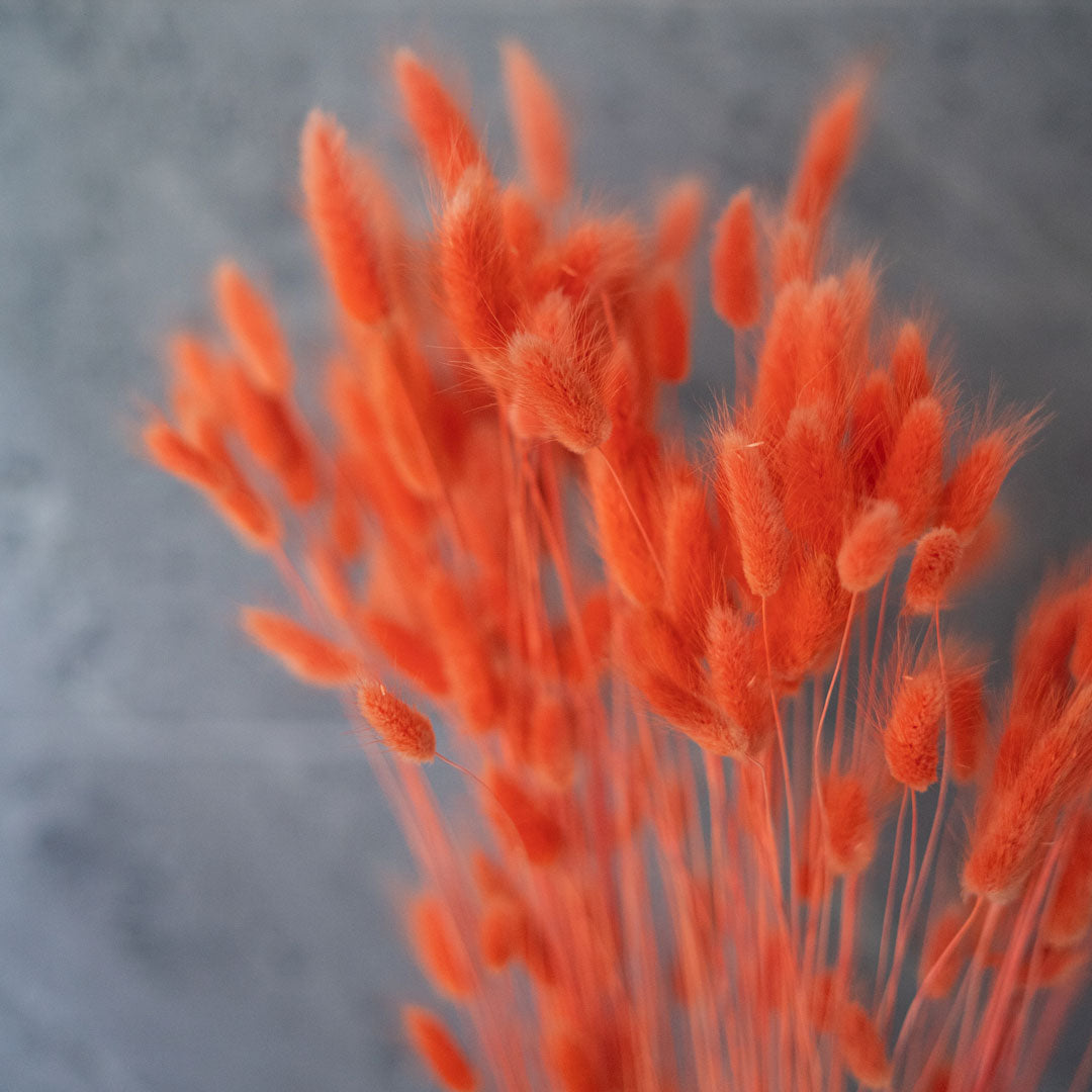 Flowrette lagurus orange fleur séchée botte duveteuse