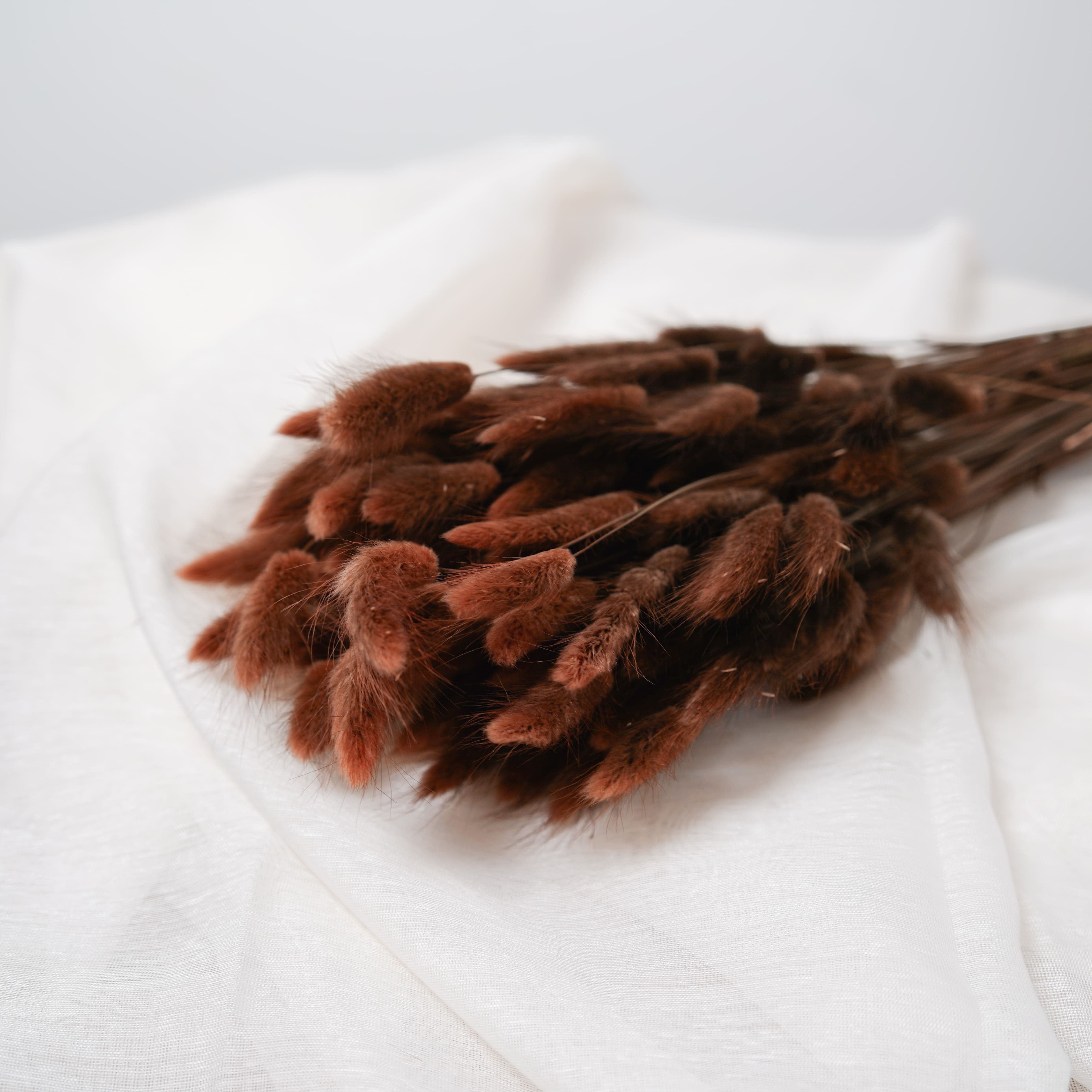 Flowrette Lagurus marron fleurs séchées botte queue-lièvre