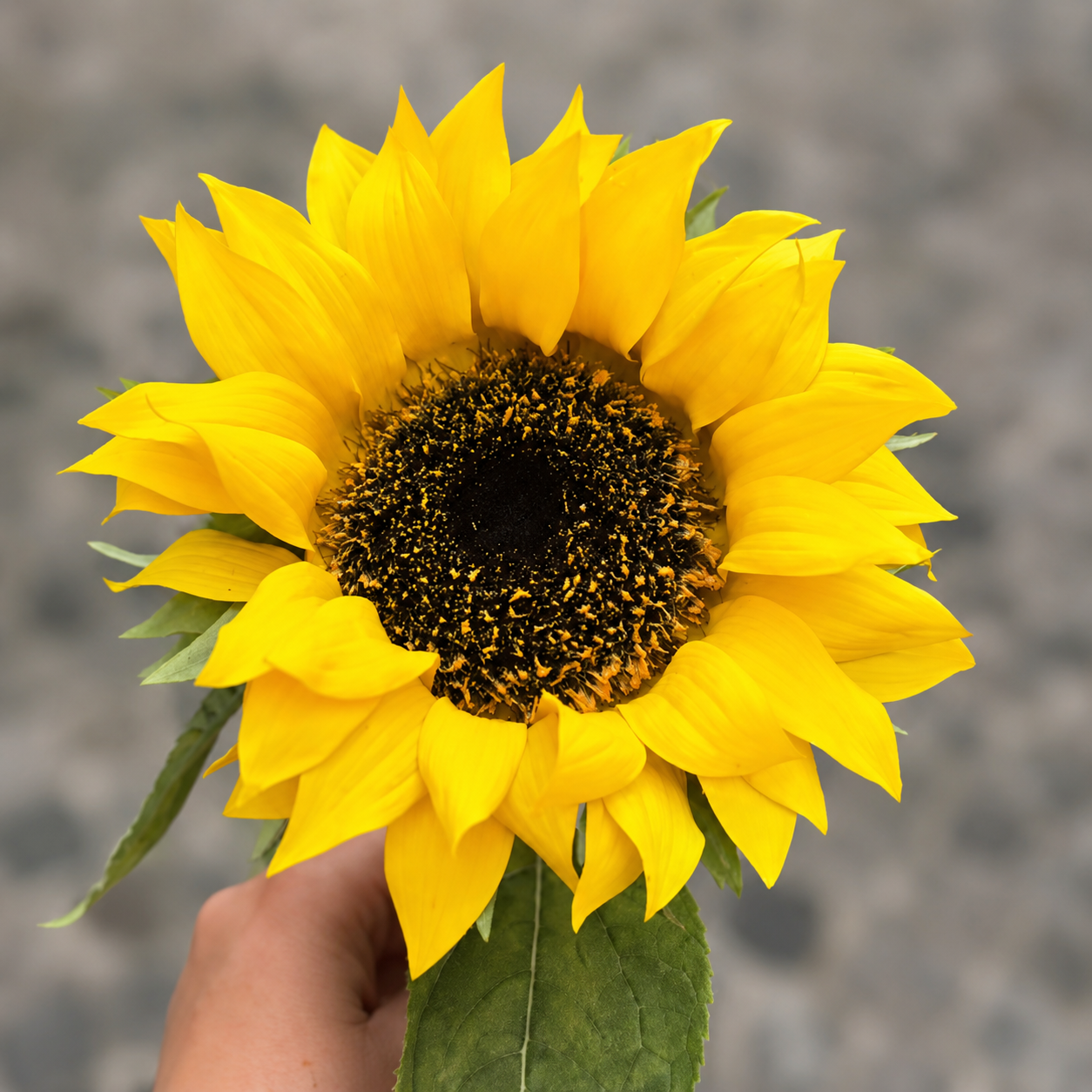 Sia Home Tournesol tige artificielle 70 cm jaune