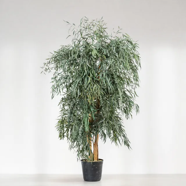 Ateliers Ouchamp Arbre Eucalyptus Stabilisé Large Populus Vert 1m80