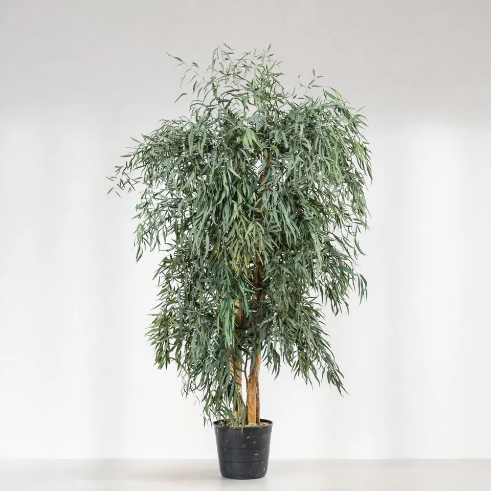 Ateliers Ouchamp Arbre Eucalyptus Stabilisé Large Populus Vert 1m80