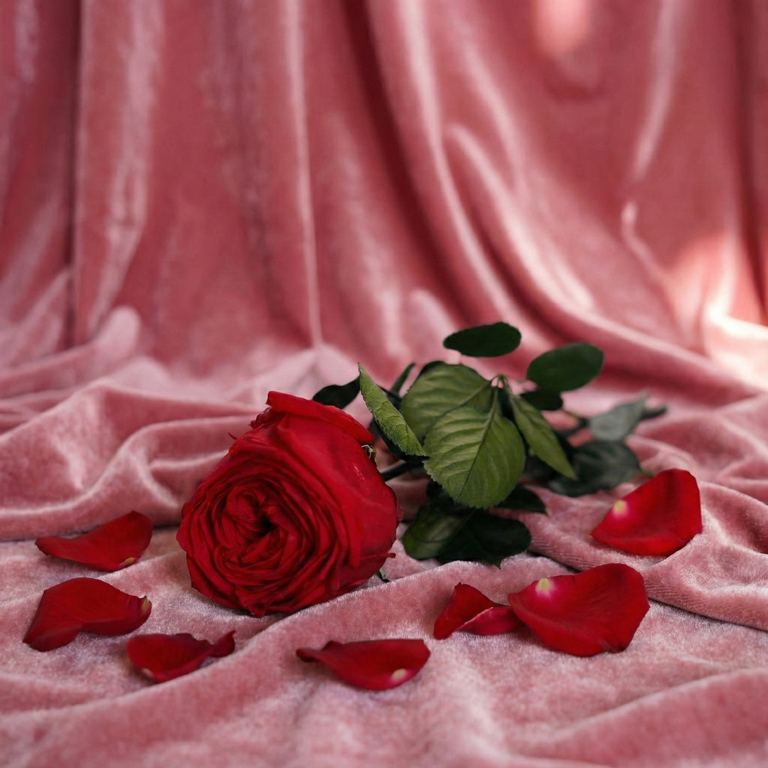 Flowrette Rose Anglaise stabilisée rouge x1