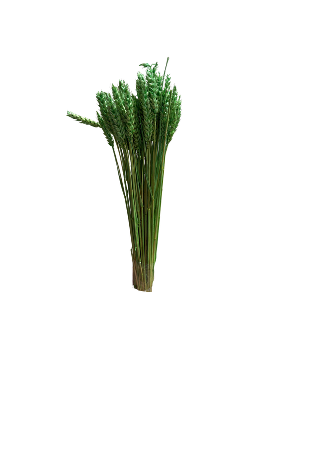 Feuillazur Rungis Séchés et Stabilisés Blé fleur séchée naturel 60cm
