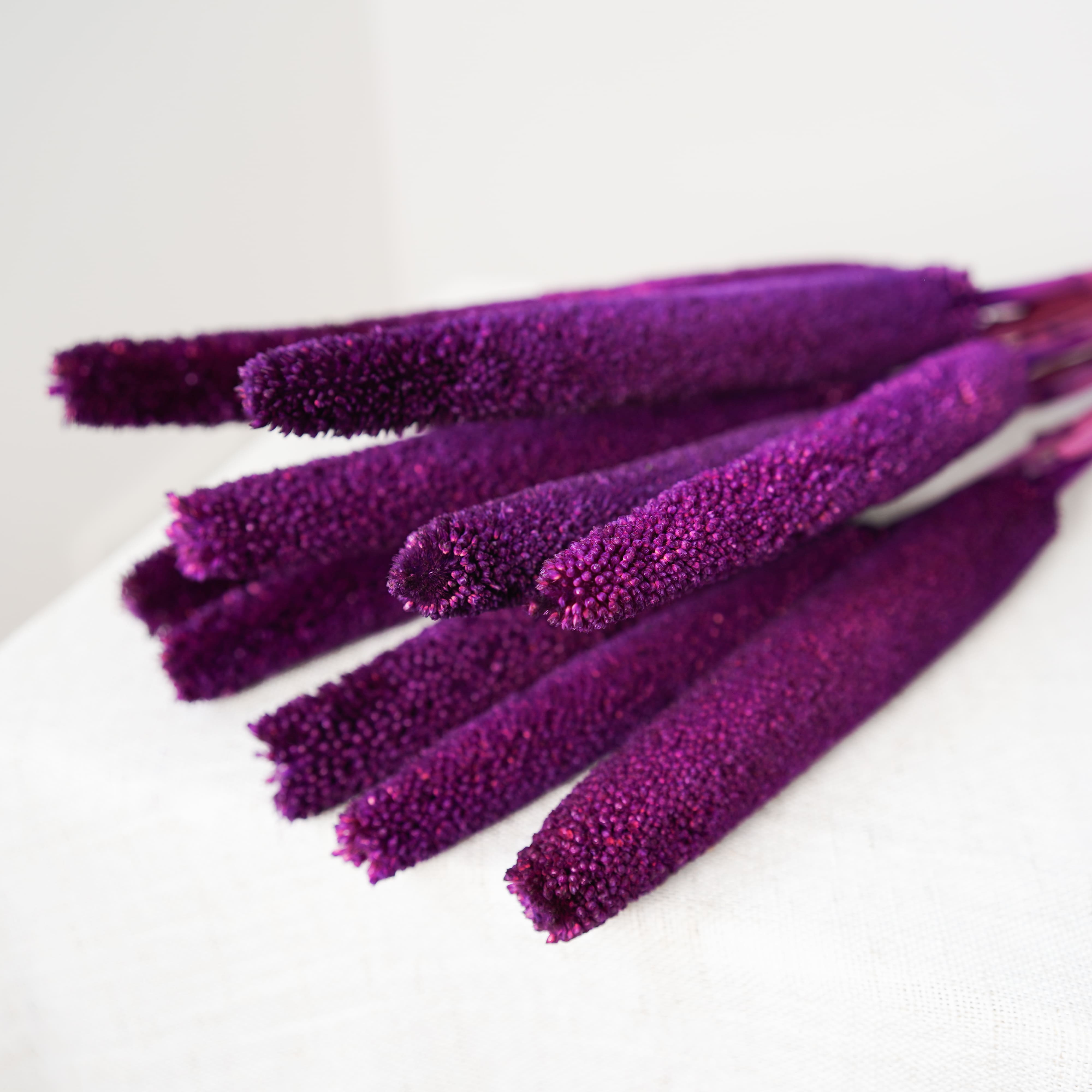 Flowrette Babala fleurs séchées violet lot 10 tiges