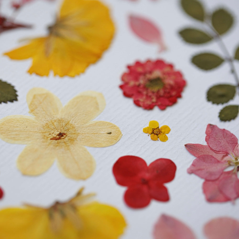 Flowrette Jardin de Douceur herbier fleurs séchées A4