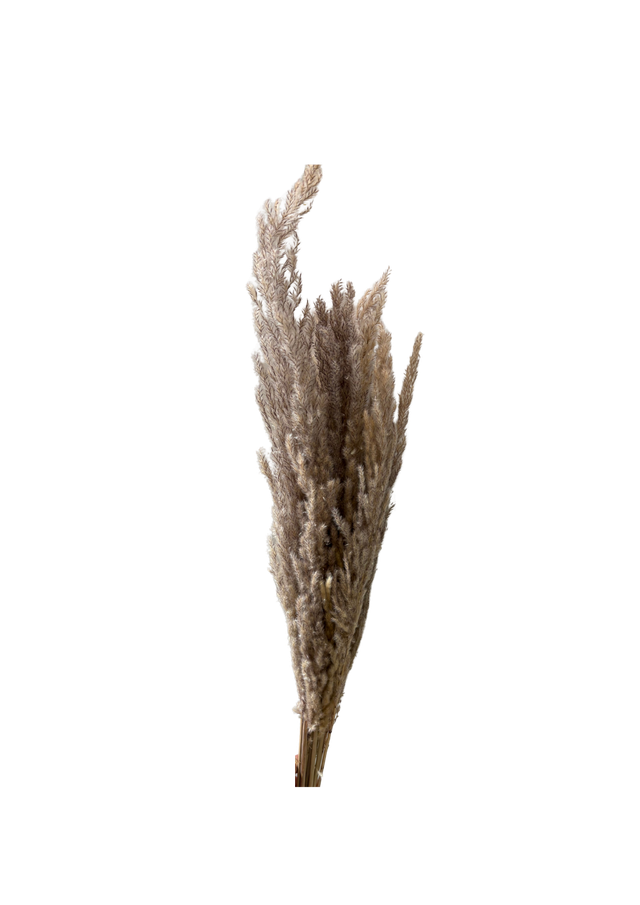 Feuillazur Rungis Pampas Eryanthus 110cm séchée naturel