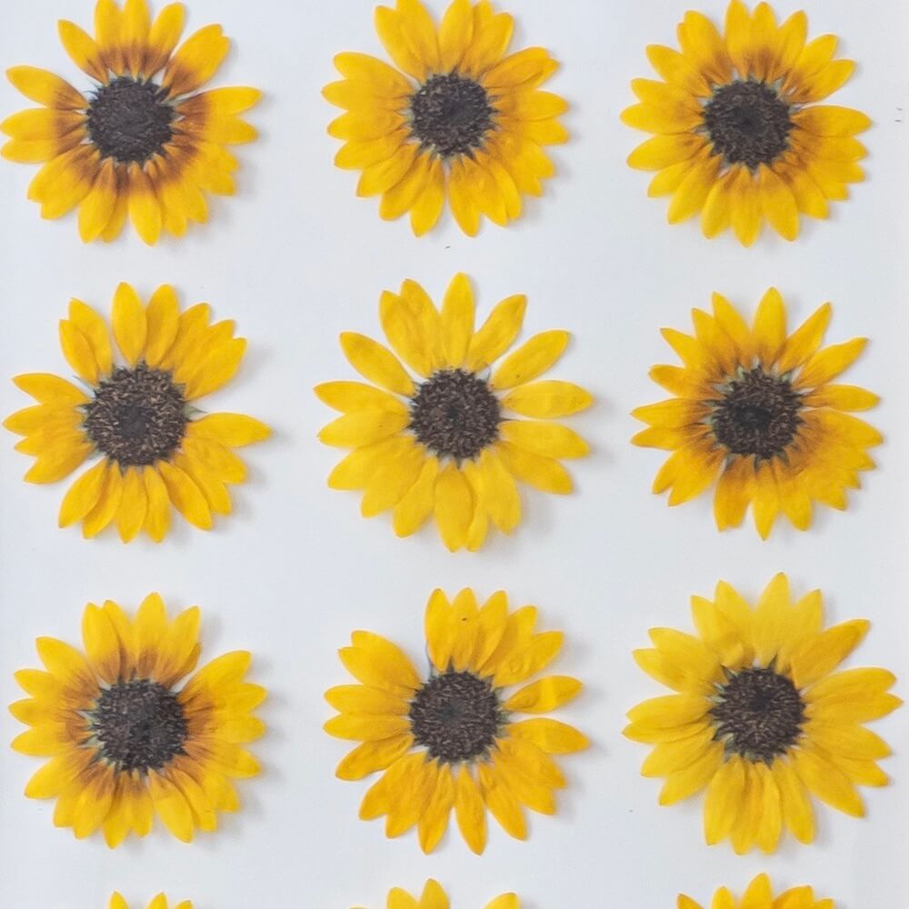 Flowrette Herbier Tournesols fleurs pressées jaunes A4