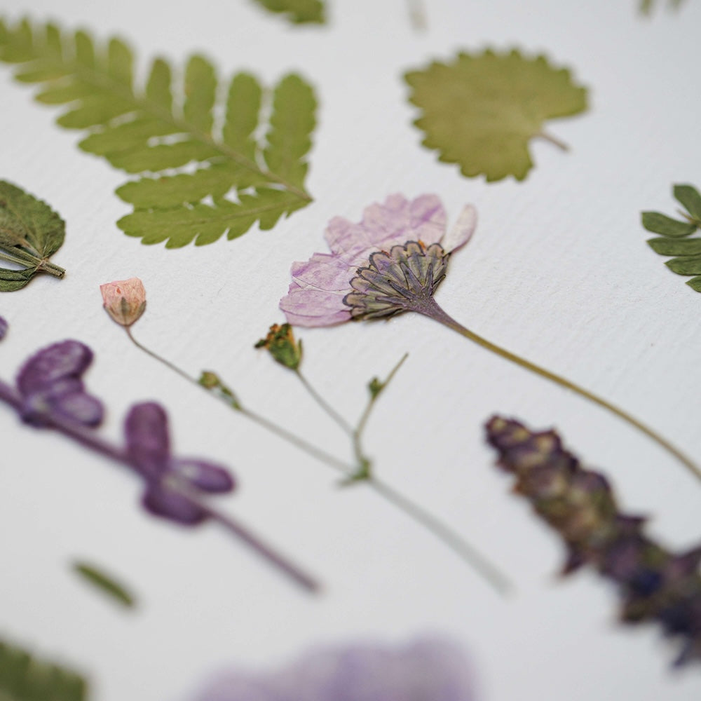 Flowrette Symphonie Végétale herbier A4 pressé