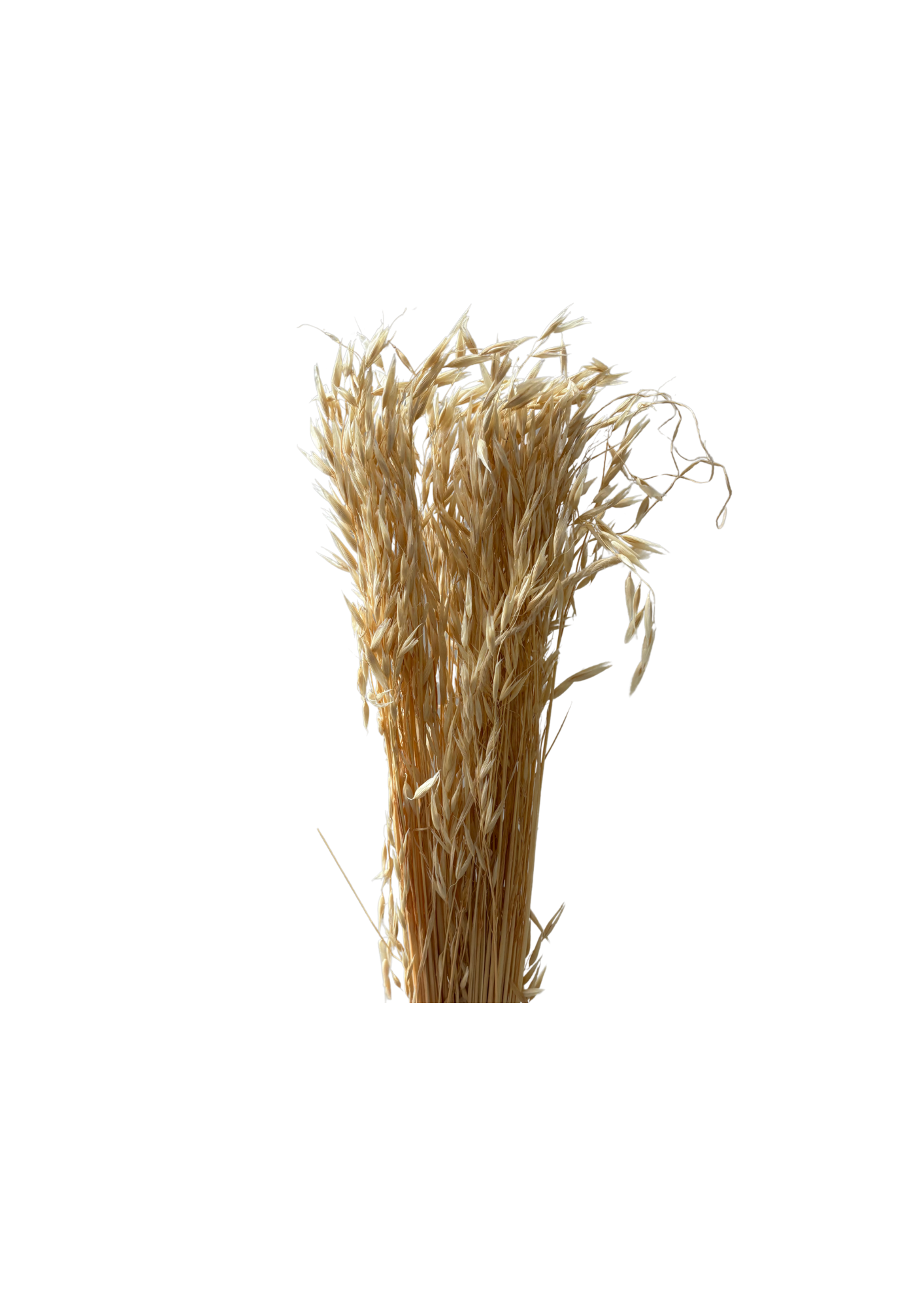 Feuillazur Rungis Avena fleur séchée rose clair 60cm