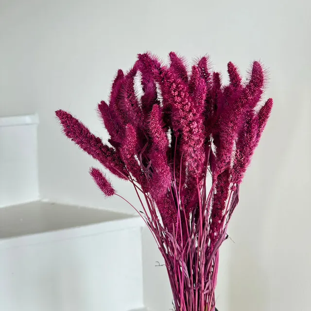 Flowrette Fleurs séchées Botte Sétaire bordeaux séchée x1