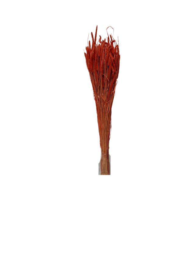 Feuillazur Rungis Phleum Fleur Séchée Naturel 60 cm
