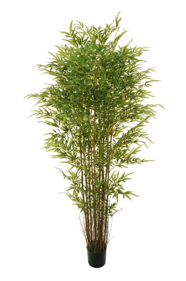 Feuillazur Rungis Bamboo oriental plante verte intérieure