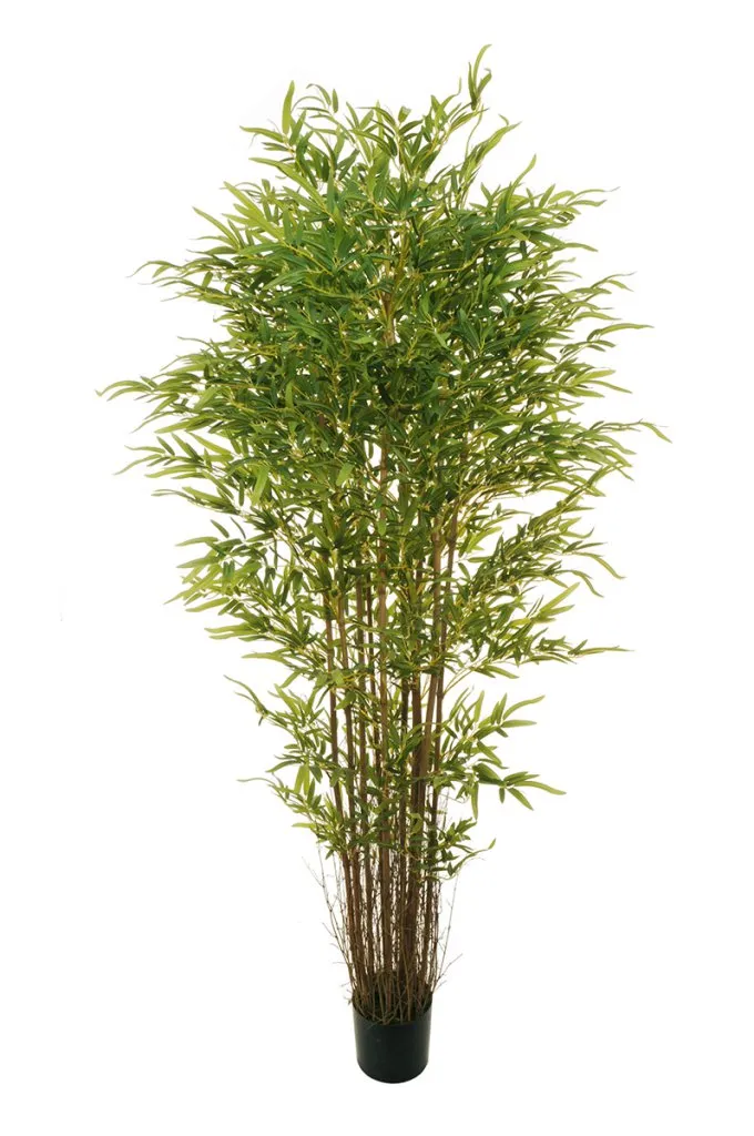 Feuillazur Rungis Bamboo oriental plante verte intérieure