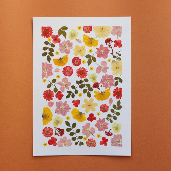 Flowrette herbarium fleurs séchées A4 sweetness pressées