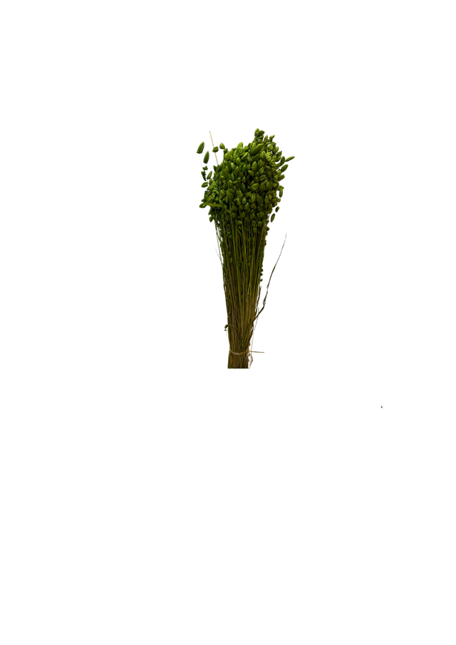 Feuillazur Rungis Briza Maxima fleur séchée vert 60cm