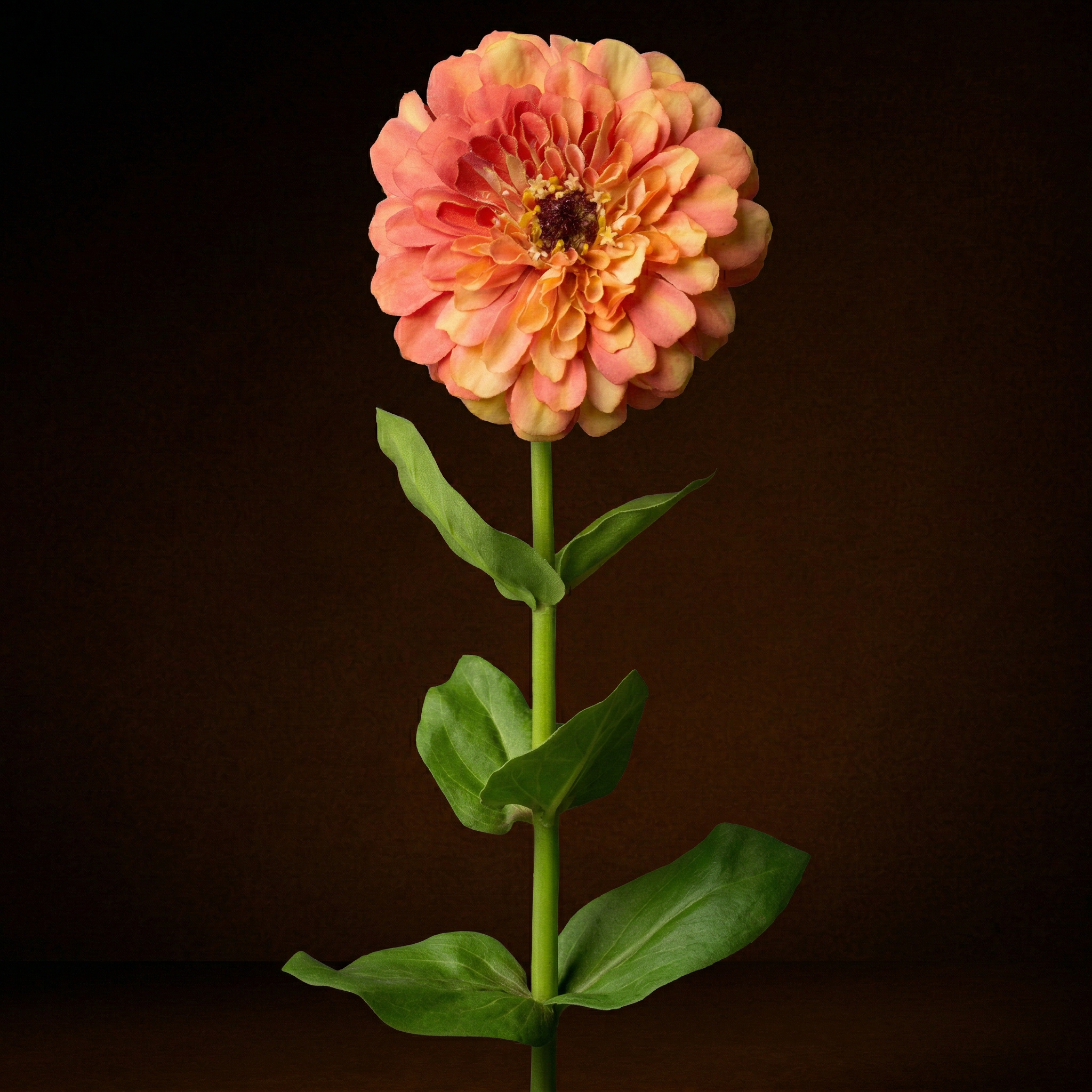 Sia Home Tiges Zinnia tige fleur artificielle orange 68 cm