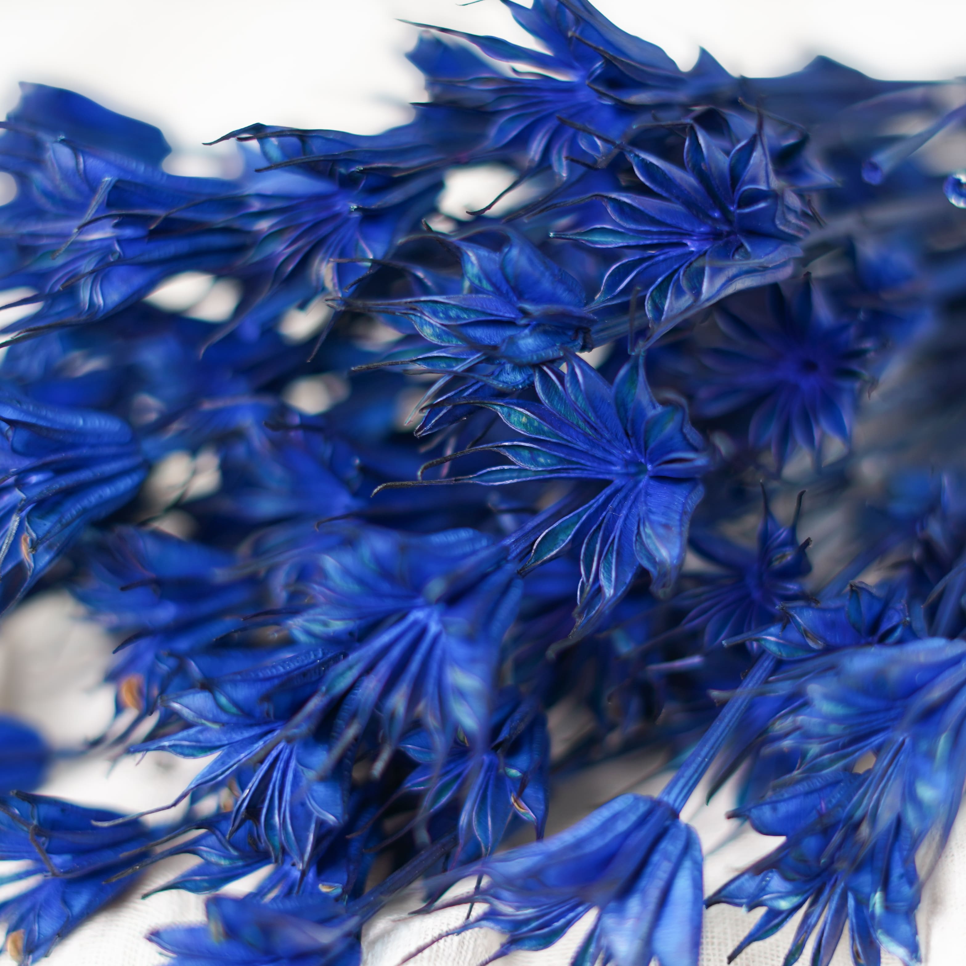 Flowrette nigelle orientalis bleue fleur séchée botte cheveux Vénus