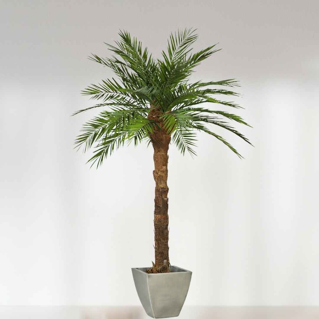 Ateliers Ouchamp Palmier Phoenix stabilisé plante 1m80