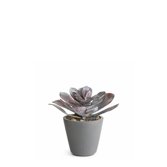 Sia Home Maya Succulente artificielle rouge en pot 21 cm