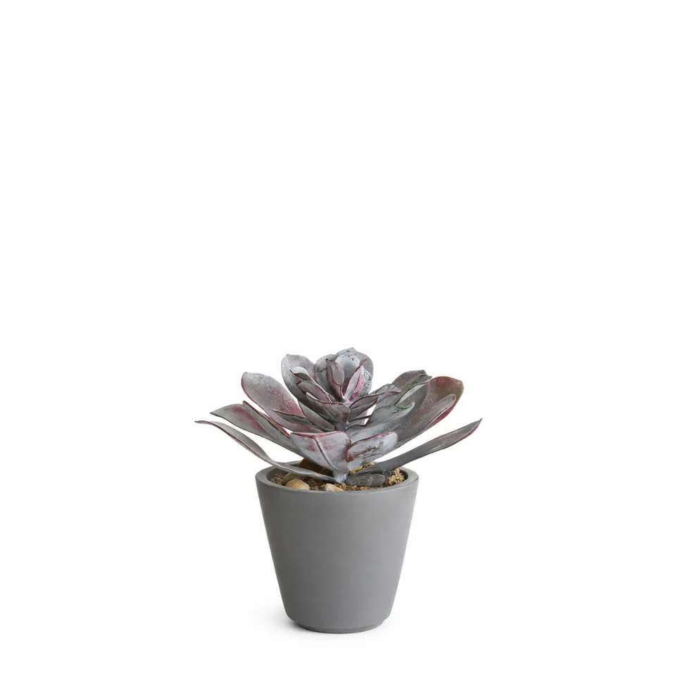 Sia Home Maya Succulente artificielle rouge en pot 21 cm