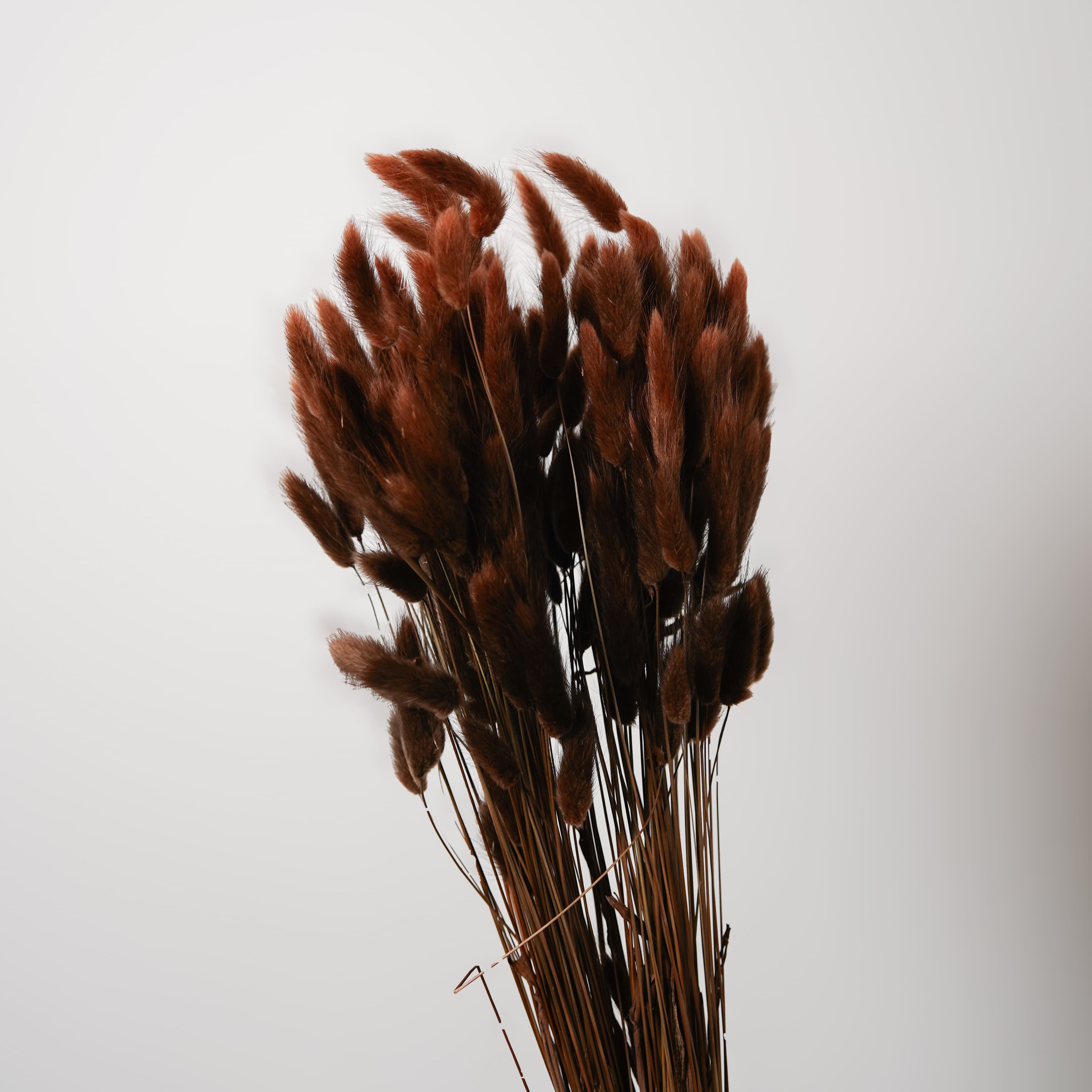 Flowrette Lagurus marron fleurs séchées botte queue-lièvre