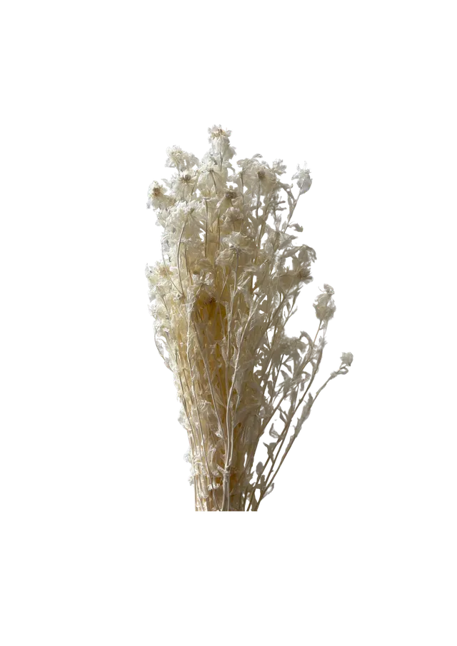 Feuillazur Rungis Séchés et Stabilisés Carthamus fleur séchée Blanc