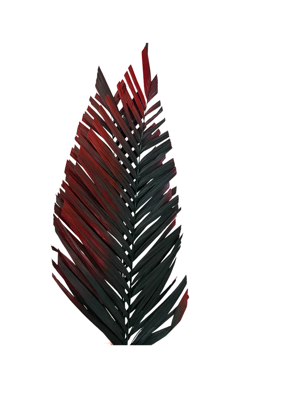 Feuillazur Rungis Areca Cut feuillage stabilisé vert et rouge
